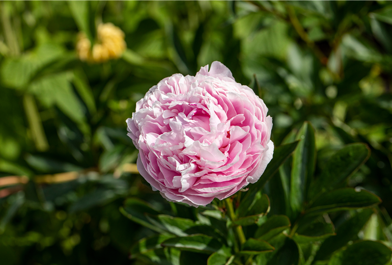 Paeonia lactiflora, rosa Paeonia lactiflora, rosa