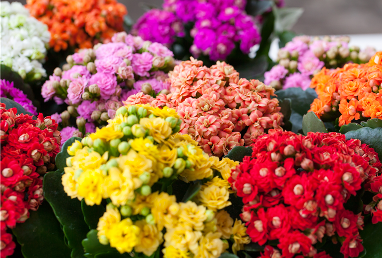 Kalanchoe blossfeldiana 'Rosalina'®