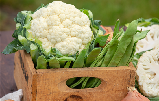 Der Anbau der beliebtesten Gemüsearten  Der Anbau der beliebtesten Gemüsearten
