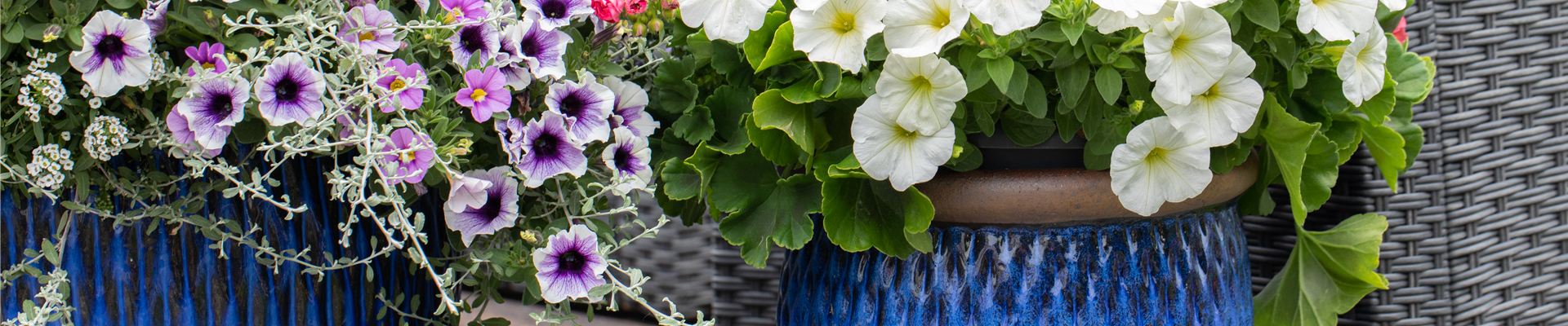 Petunien in Blumenkübeln Petunien in Blumenkübeln