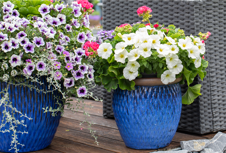 Petunien in Blumenkübeln Petunien in Blumenkübeln