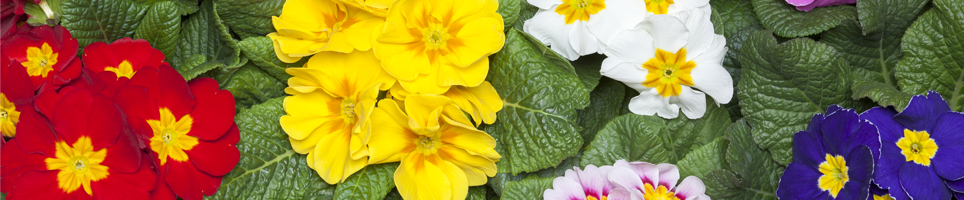 Primula vulgaris Primula vulgaris