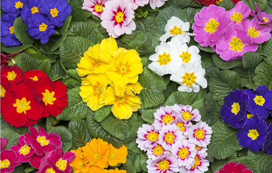 Primeln als unschlagbare Blütenstars im Frühling Primeln als unschlagbare Blütenstars im Frühling