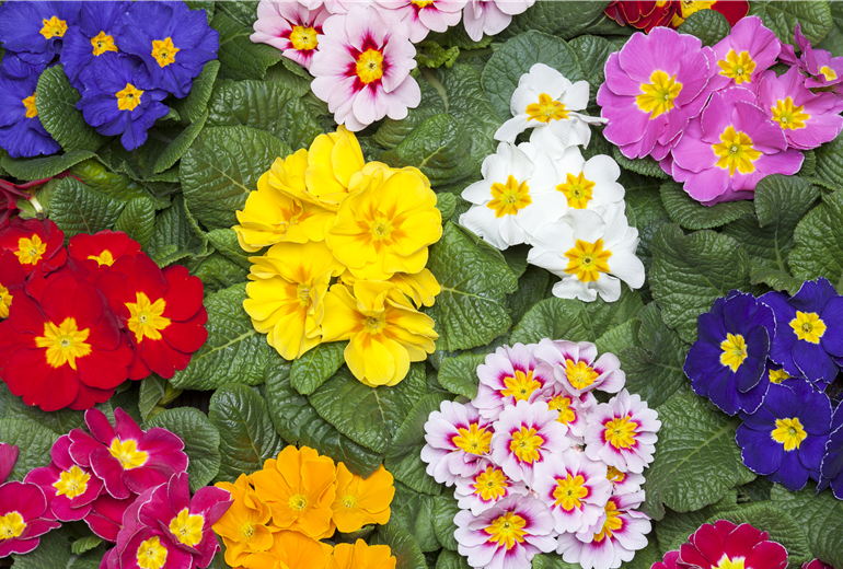 Primula vulgaris Primula vulgaris