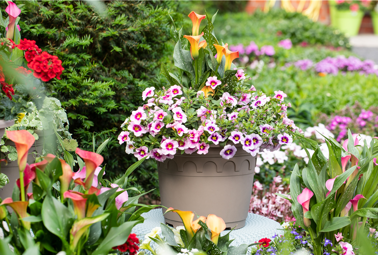 Zantedeschia 'Patio Calla' Zantedeschia 'Patio Calla'