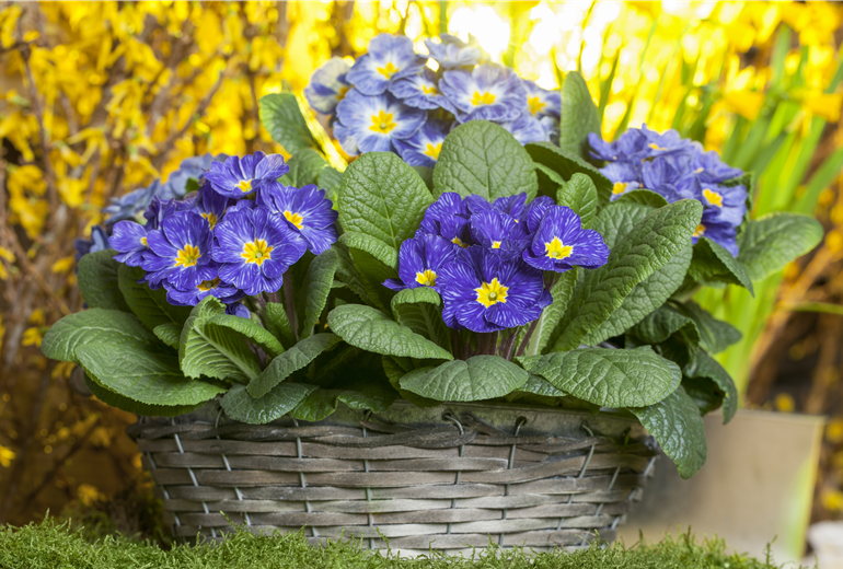 Primula vulgaris Primula vulgaris