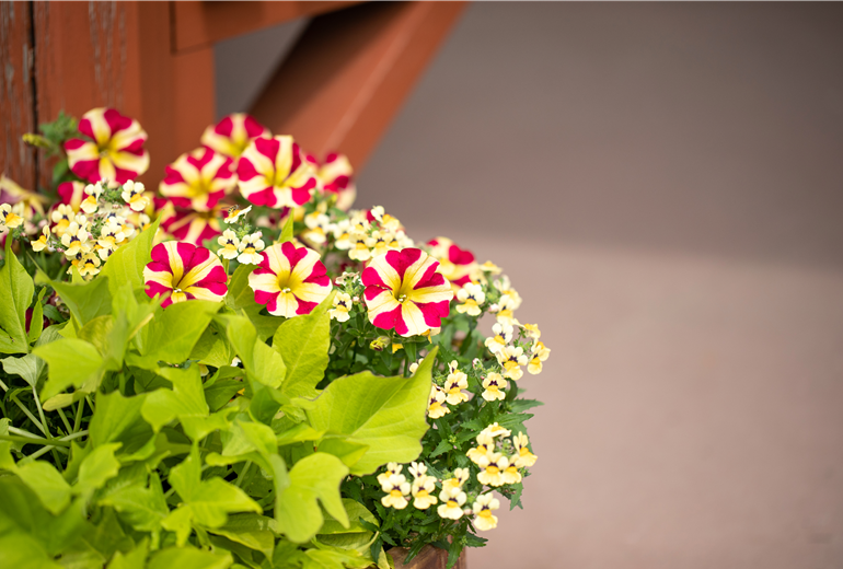 Bepflanzter Kübel Bepflanzter Kübel