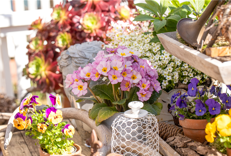 Dekoration mit Primeln und Hornveilchen Dekoration mit Primeln und Hornveilchen