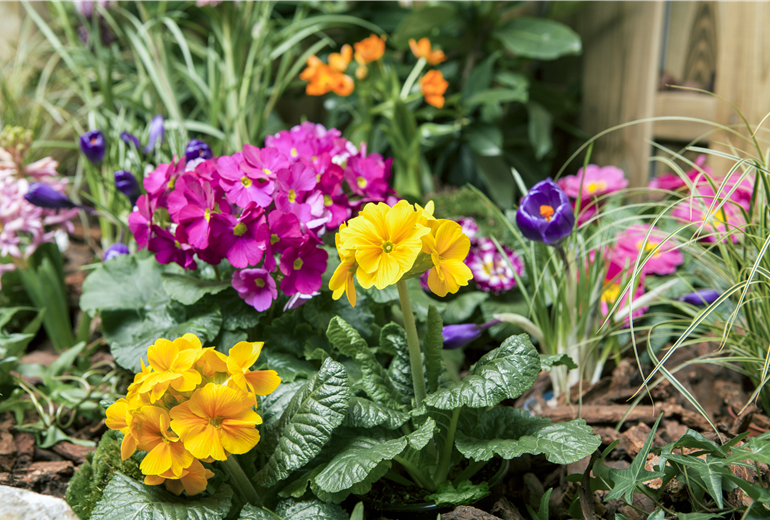 Primula vulgaris Primula vulgaris