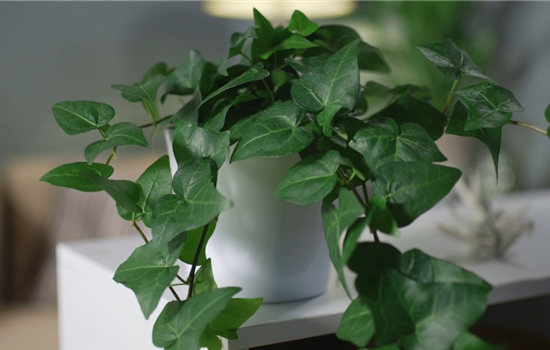 Zimmerpflanzenportrait - Efeu Zimmerpflanzenportrait - Efeu