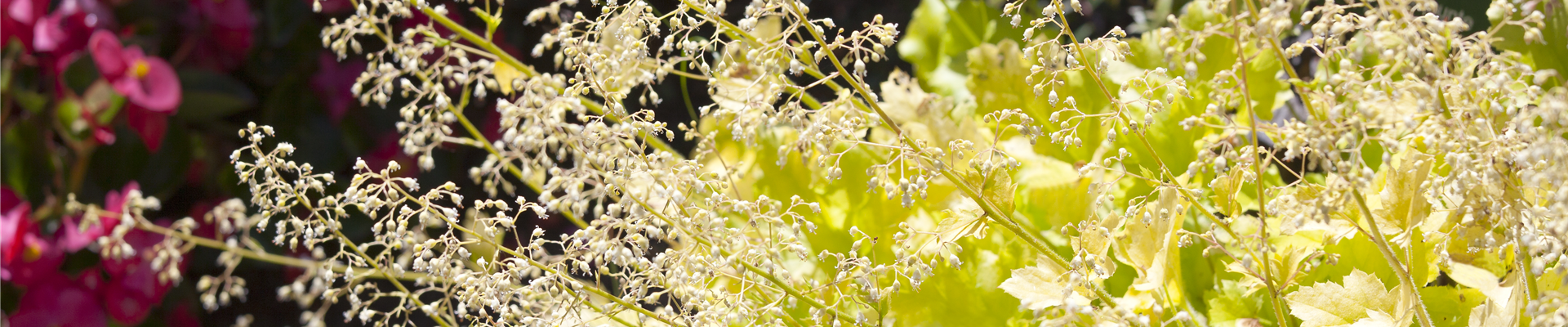 Heuchera Heuchera