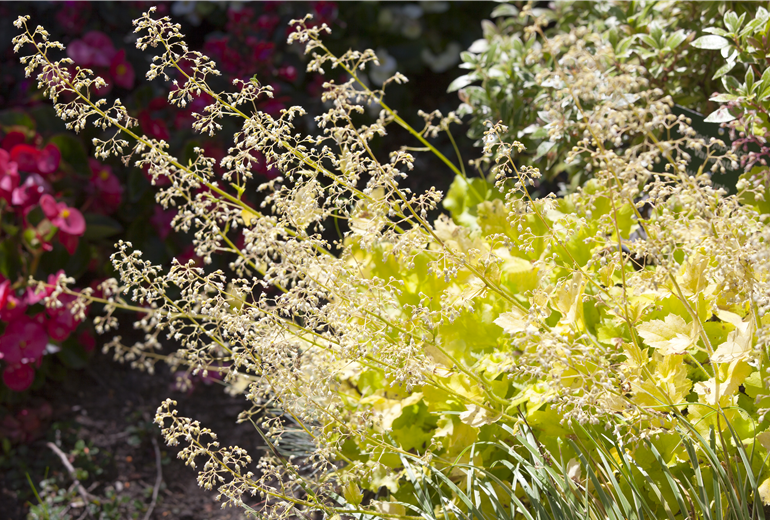 Heuchera Heuchera