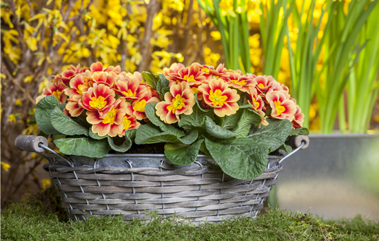 Primeln pflanzen und einen bunten Frühling genießen Primeln pflanzen und einen bunten Frühling genießen