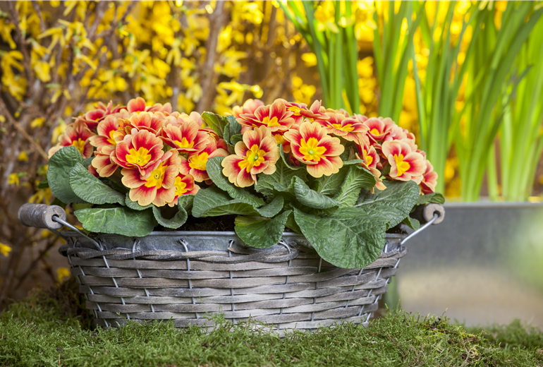 Primula vulgaris Primula vulgaris