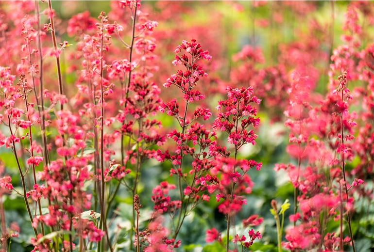 Heuchera 'Paris' Heuchera 'Paris'