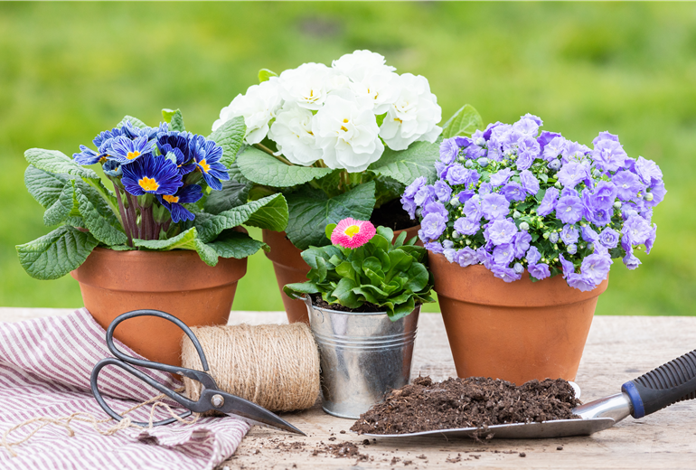 Frühblüher - Mix Frühblüher - Mix