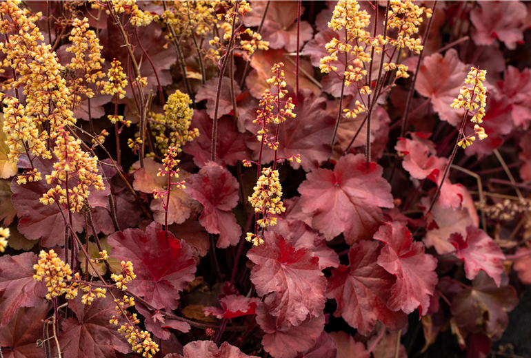 Heuchera Little Cuties 'Blondie' Heuchera Little Cuties 'Blondie'
