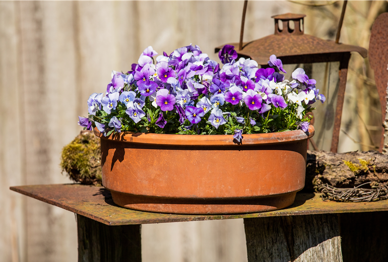 Veilchen in Topfbepflanzung  Veilchen in Topfbepflanzung