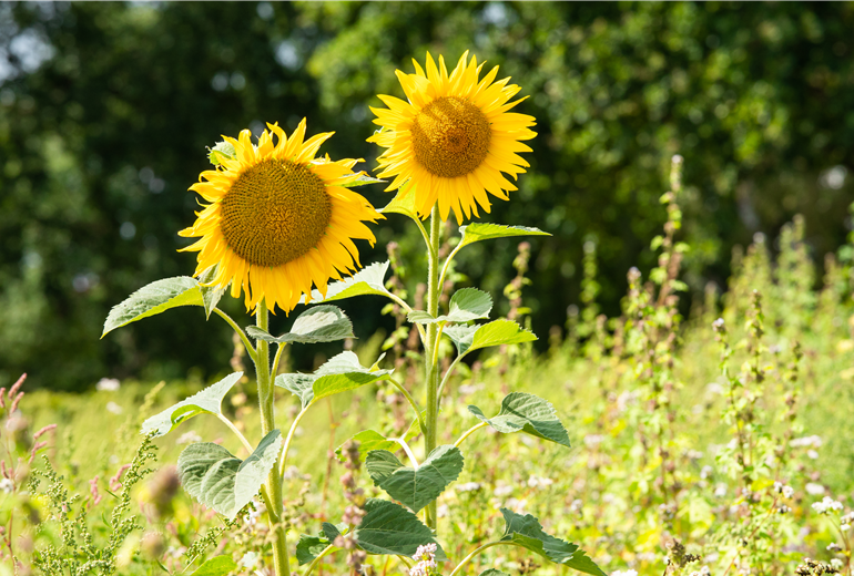 Helianthus annuus Helianthus annuus