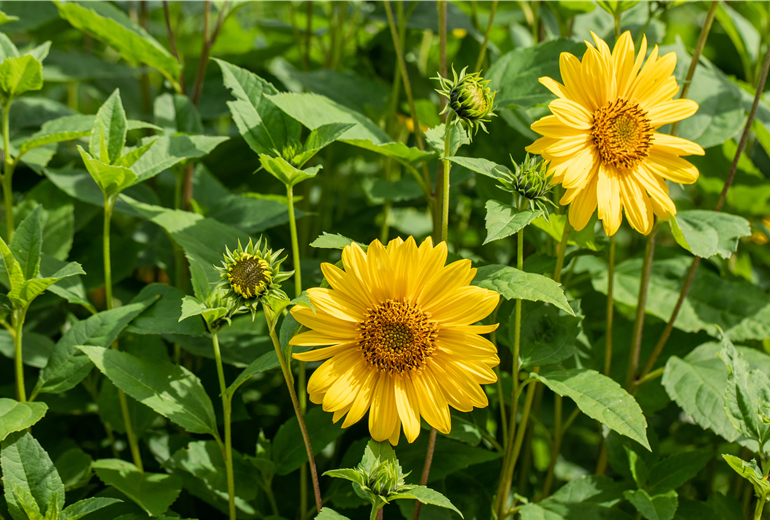 Helianthus decapetalus Helianthus decapetalus