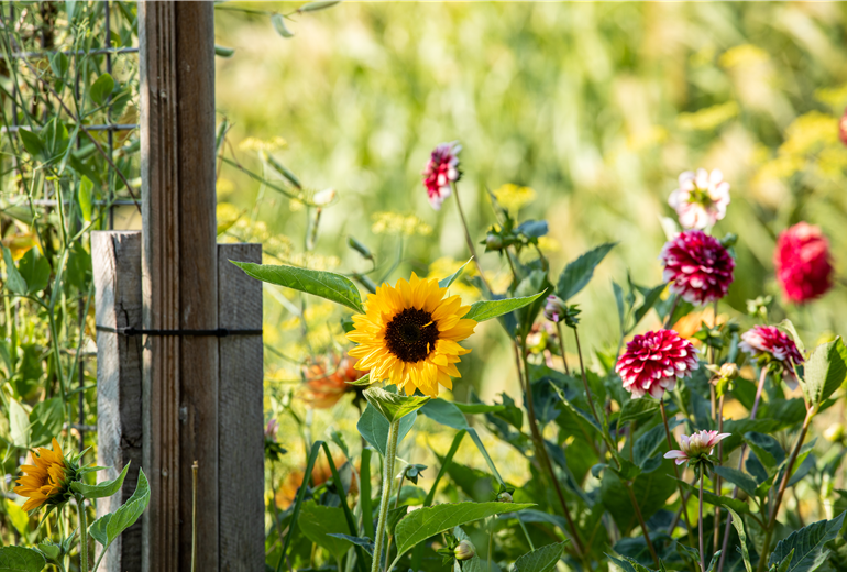 Sonnenblume und Dahlie Sonnenblume und Dahlie