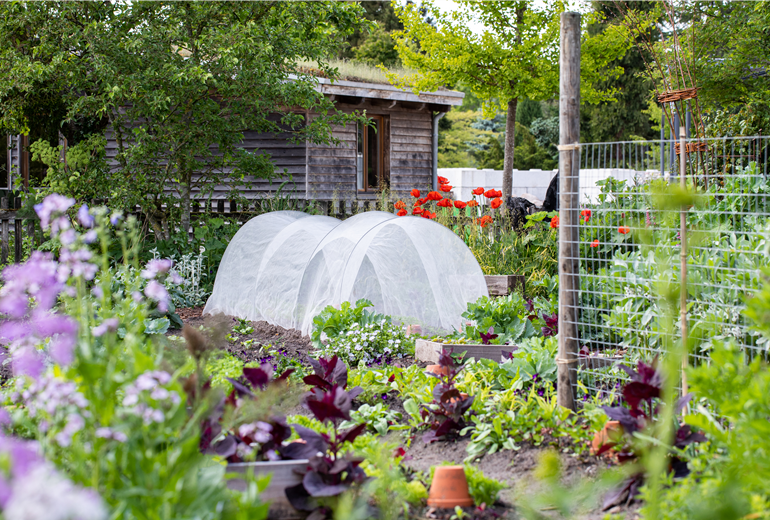 Gemüsebeet mit Pflanztunnel Gemüsebeet mit Pflanztunnel