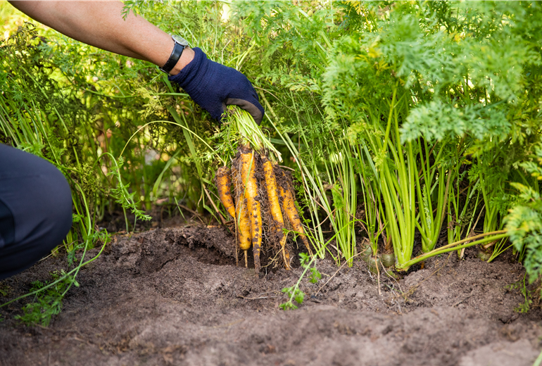 Gemüseernte - Karotten