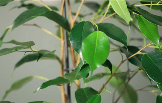 Zimmerpflanzenportrait - Birkenfeige Zimmerpflanzenportrait - Birkenfeige