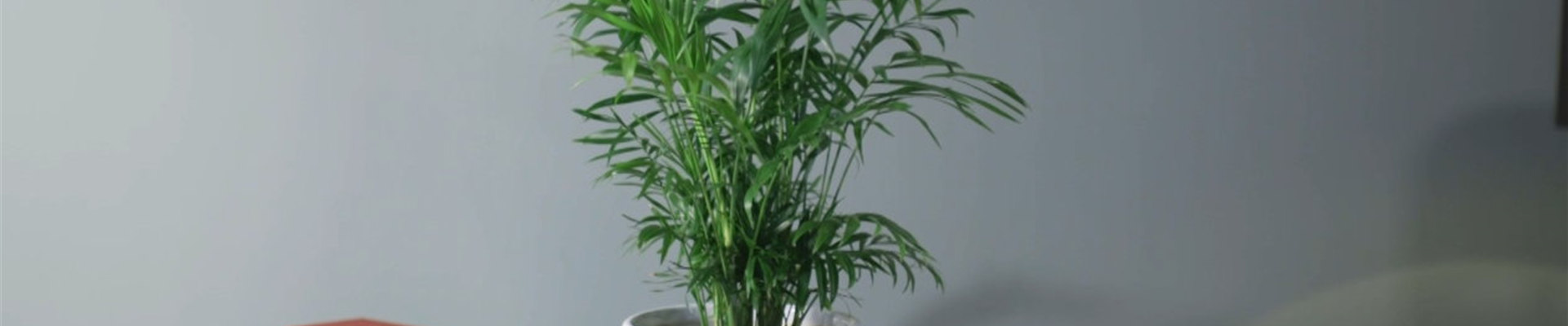 Zimmerpflanzenportrait -Berpalme (Thumbnail)