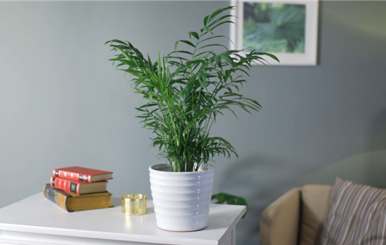 Zimmerpflanzenportrait - Bergpalme Zimmerpflanzenportrait - Bergpalme