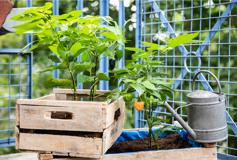 Upcycling - Gemüsebeet