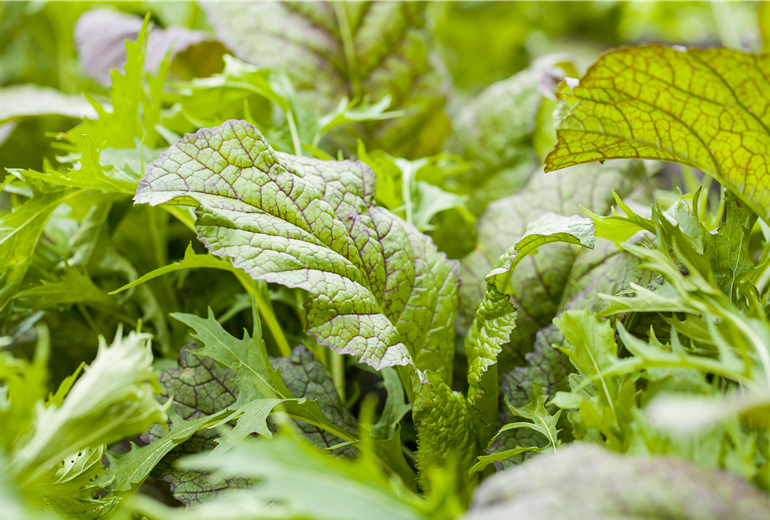 Blattgemüse Blattgemüse