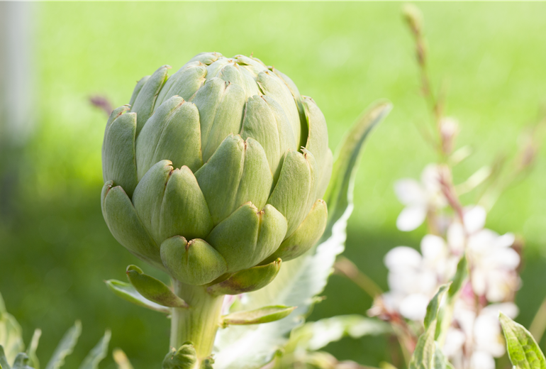 Cynara scolymus Cynara scolymus