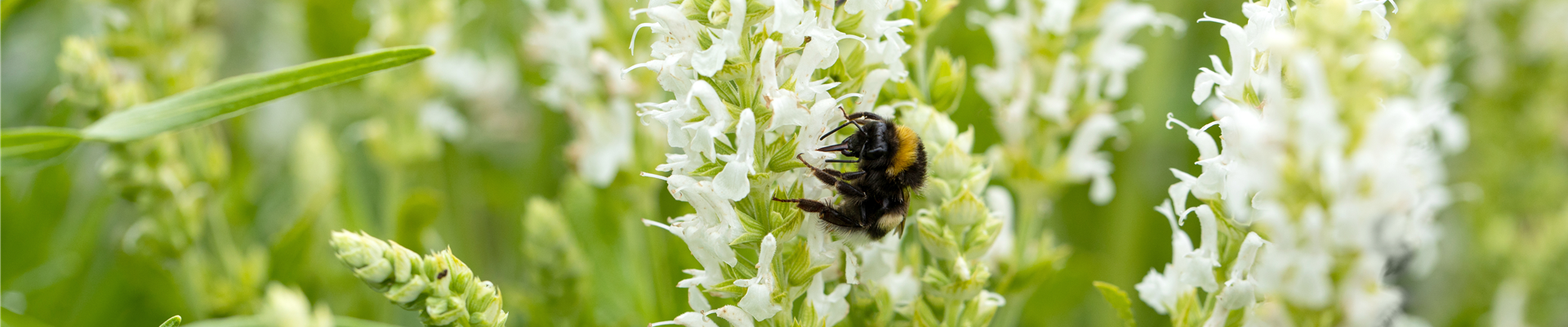 Salvia nemorosa 'Schneehügel' Salvia nemorosa 'Schneehügel'