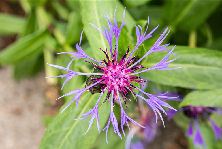 Centaurea montana Centaurea montana