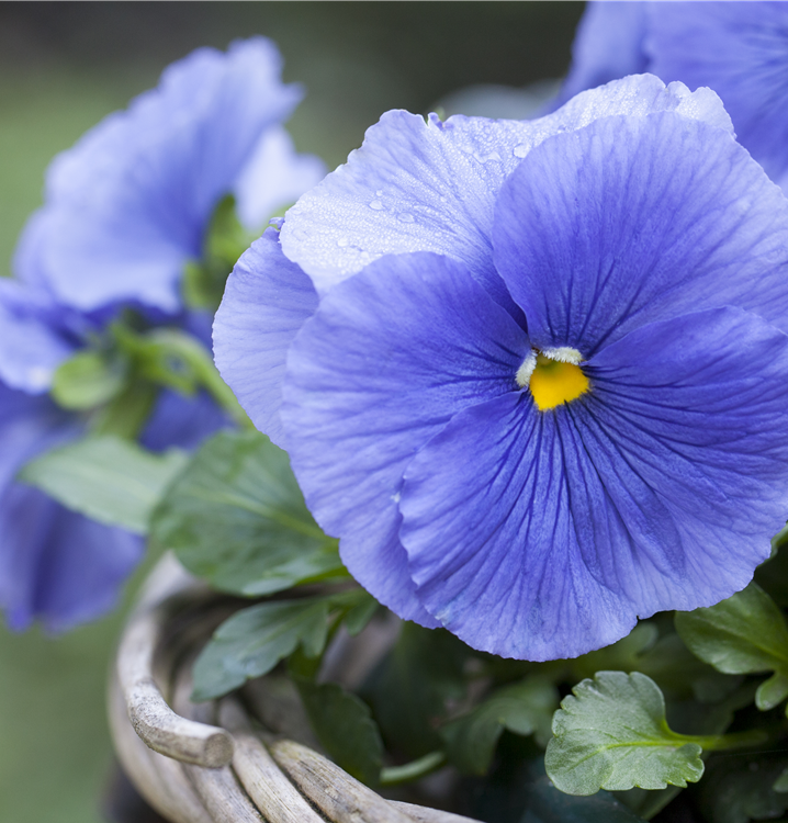 Großblütiges Garten-Stiefmütterchen Großblütiges Garten-Stiefmütterchen