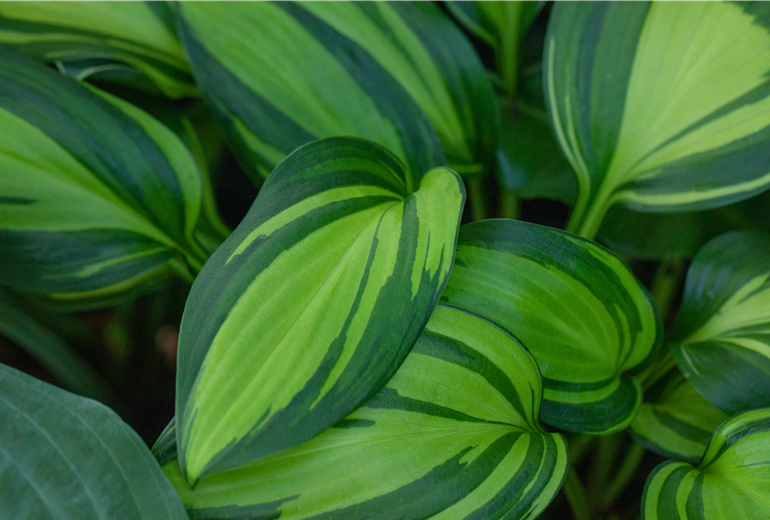 Hosta, buntblättrig Hosta, buntblättrig