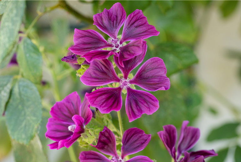 Malva sylvestris ssp. mauritiana Malva sylvestris ssp. mauritiana