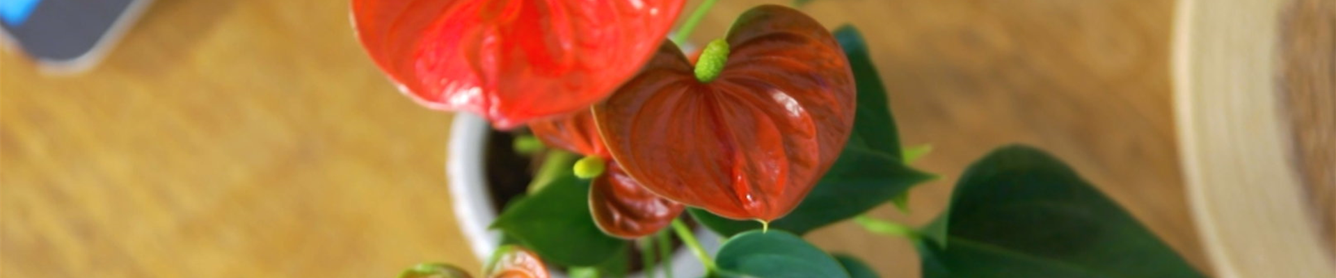 Flamingoblume (thumbnail) Flamingoblume (thumbnail)