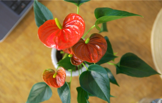 Zimmerpflanzenportrait - Flamingoblume Zimmerpflanzenportrait - Flamingoblume