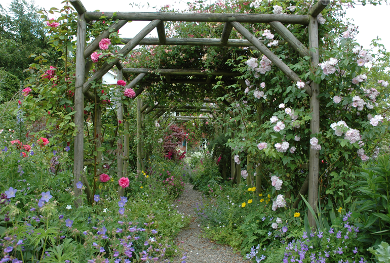 Pergola mit Kletterrosen Pergola mit Kletterrosen