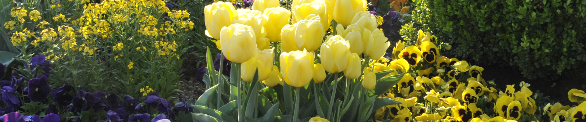 gelbe Tulpen zwischen Frühlingsblühern gelbe Tulpen zwischen Frühlingsblühern