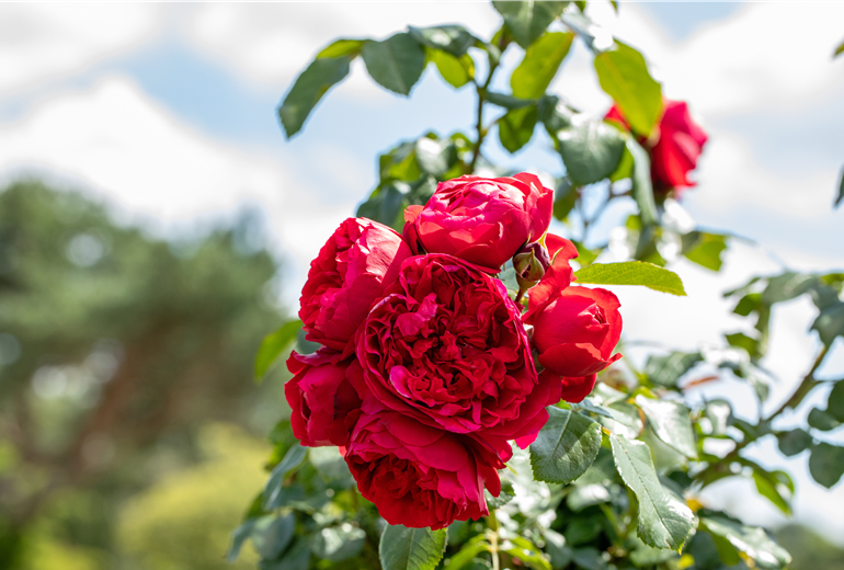 Kletterrose, rot