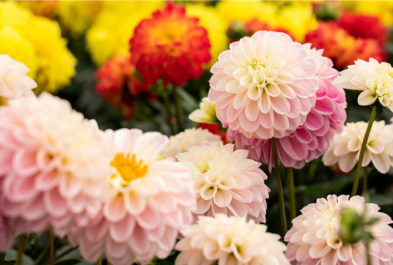 Dahlia DALAYA® Meena 'Kala' Dahlia DALAYA® Meena 'Kala'