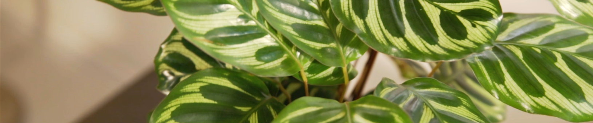 Korbmarante (Thumbnail) Korbmarante (Thumbnail)