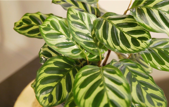 Zimmerpflanzenportrait - Korbmarante Zimmerpflanzenportrait - Korbmarante