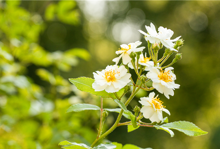 Kletterrose, weiß