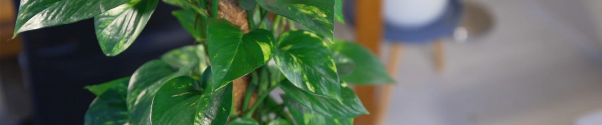 Efeutute (Thumbnail) Efeutute (Thumbnail)