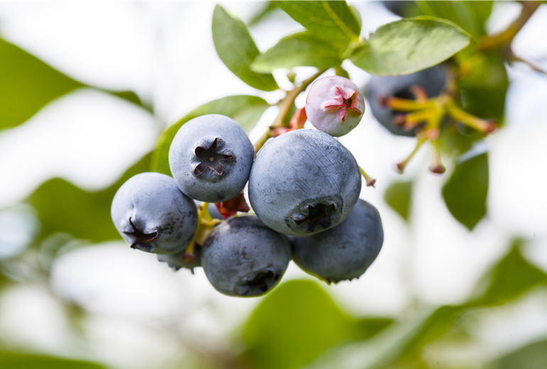 Vaccinium corymbosum