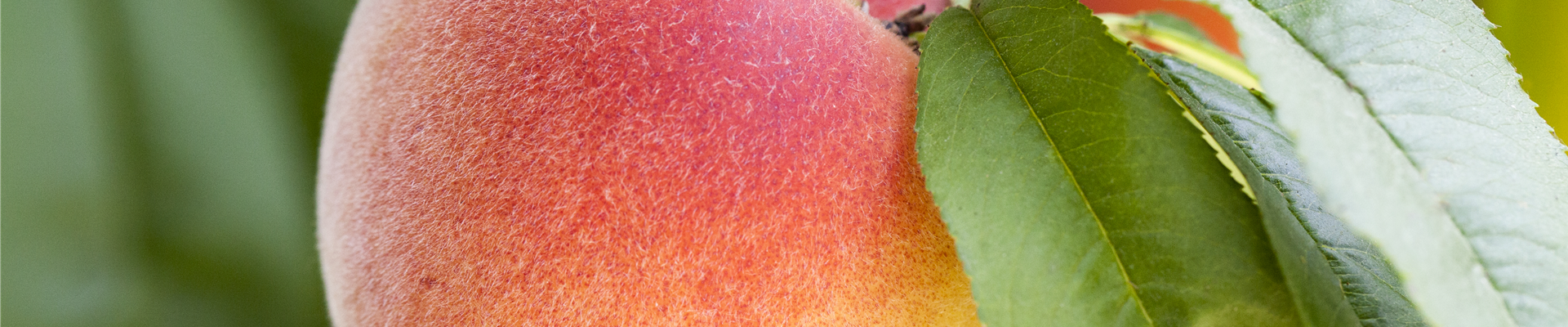 Prunus persica Prunus persica